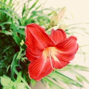 Meet your Posher, Shannon